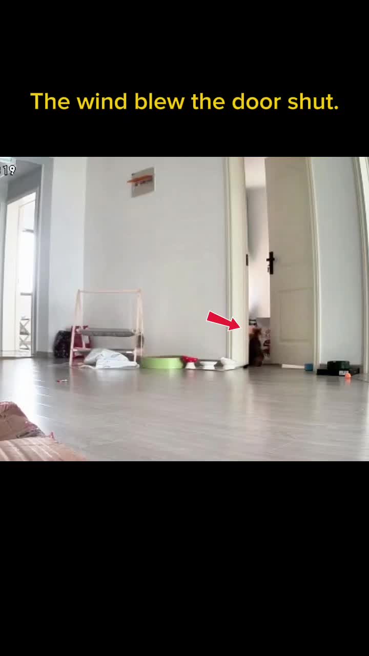 @videos animals funny