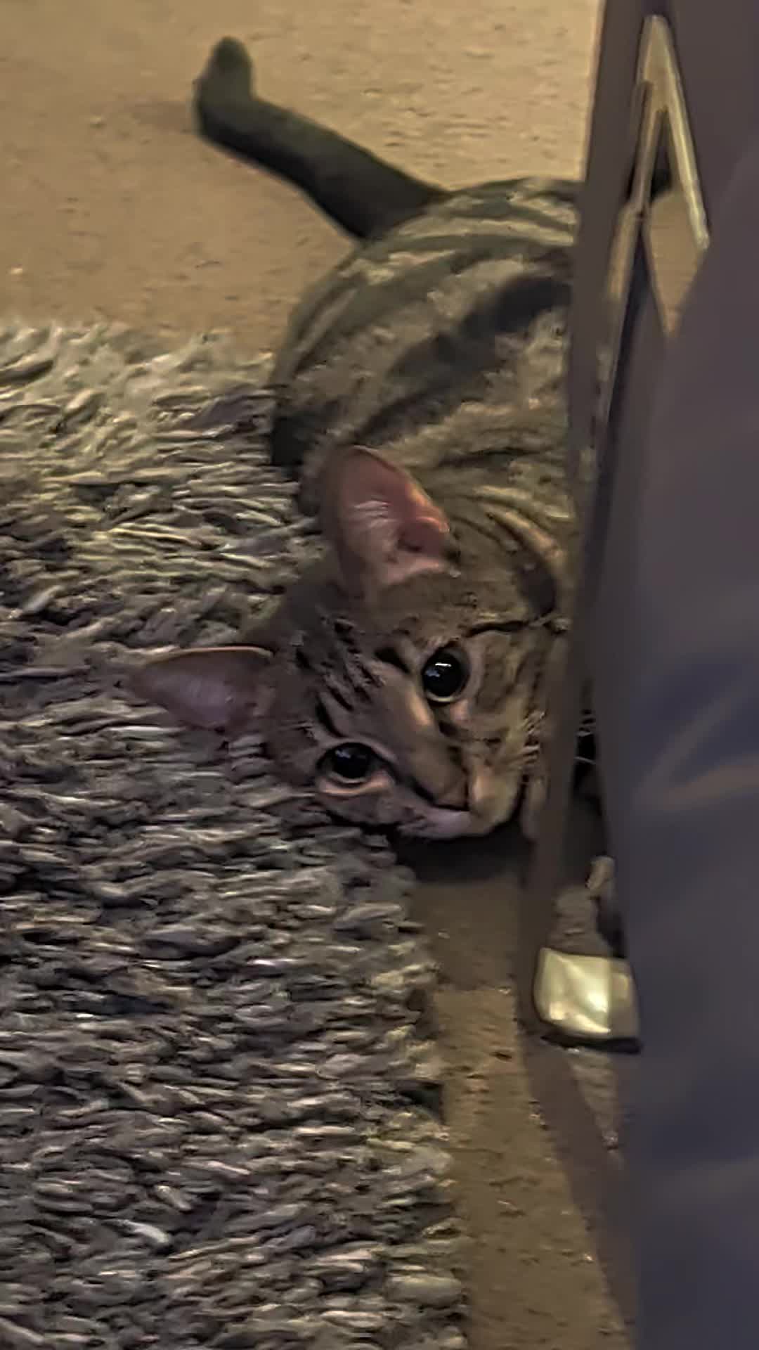 @Stella the cat