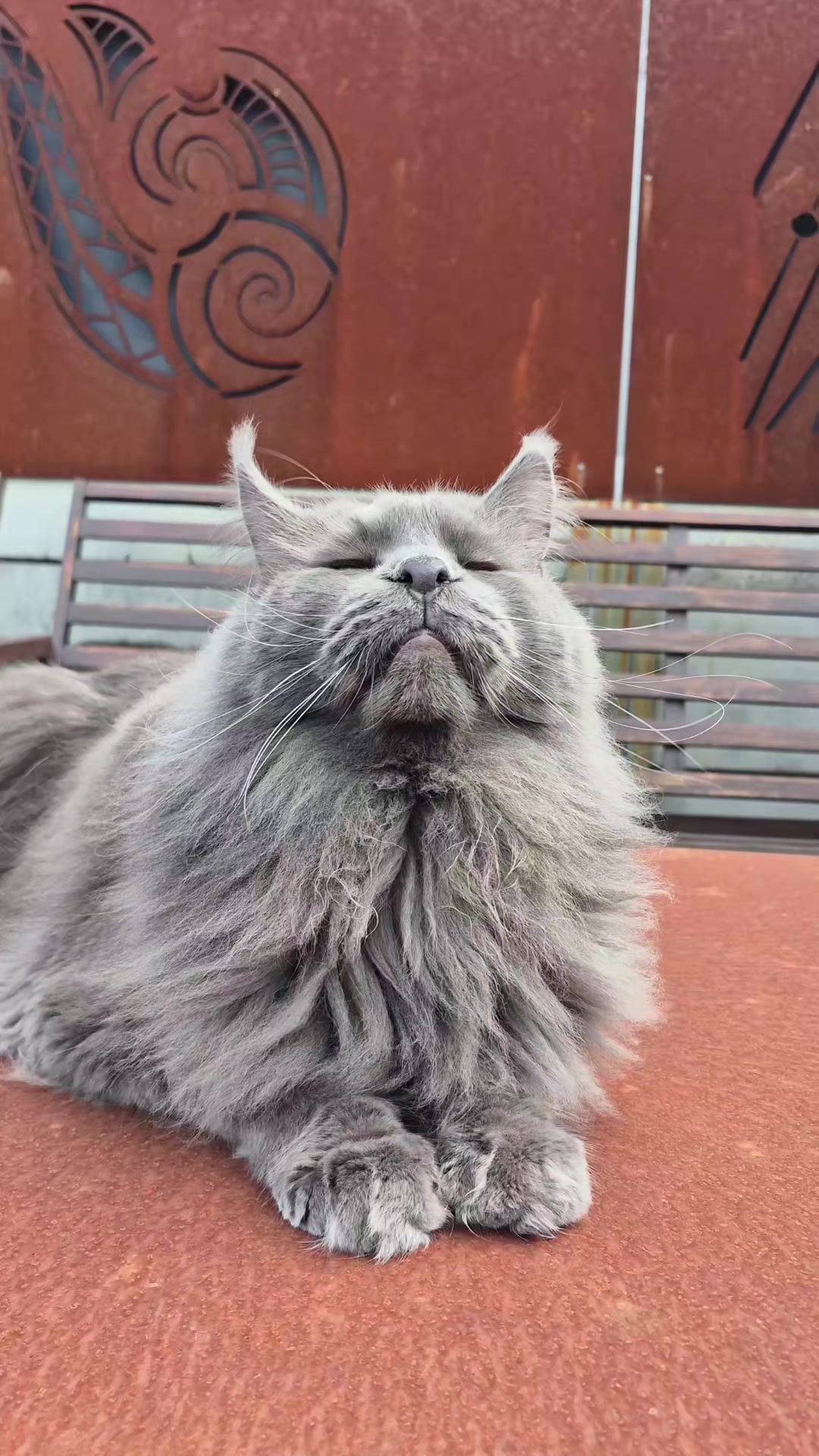 @Ragnar the Maine Coon 🐈