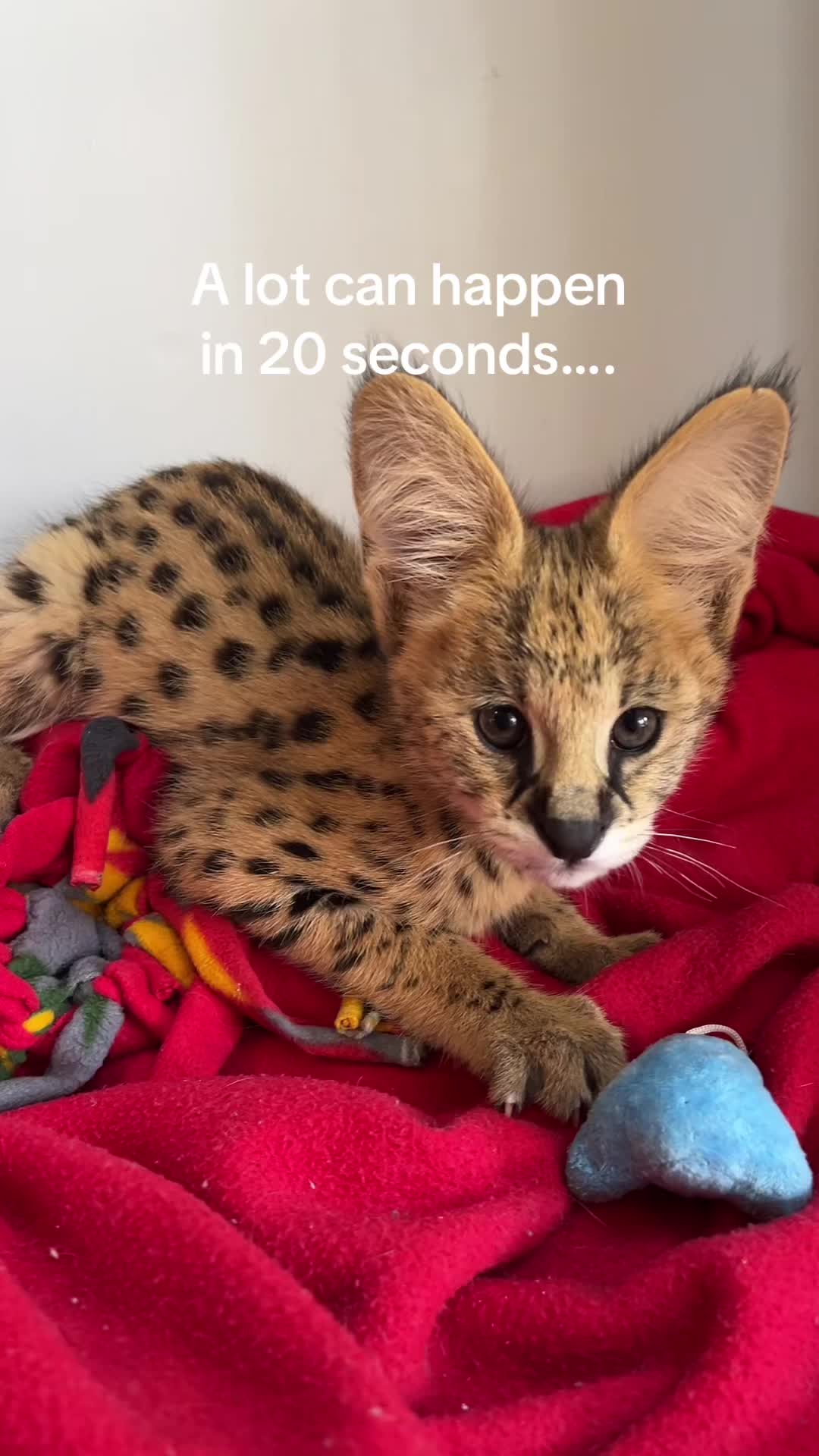 @BAO THE SERVAL