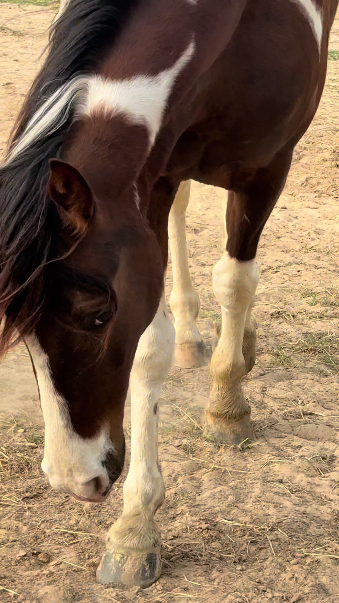 @MS Horse Rescue