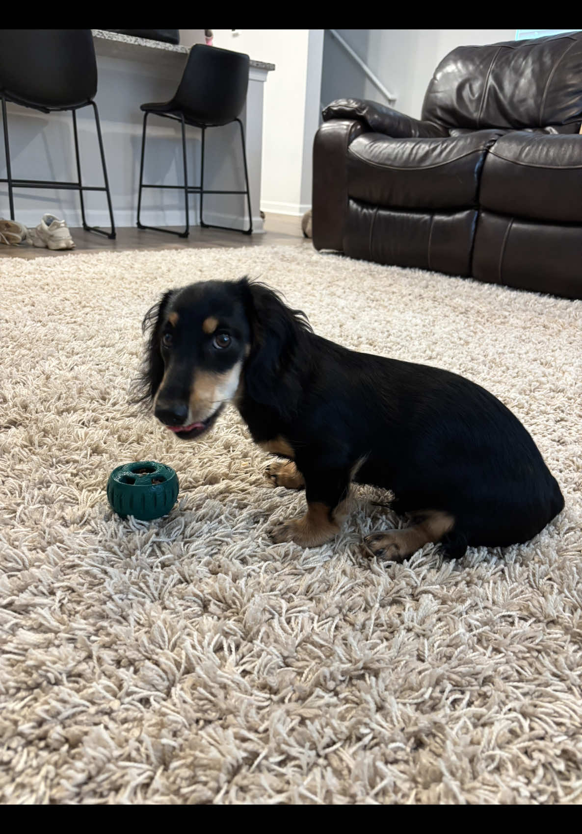@Eppe | Mini Dachshund