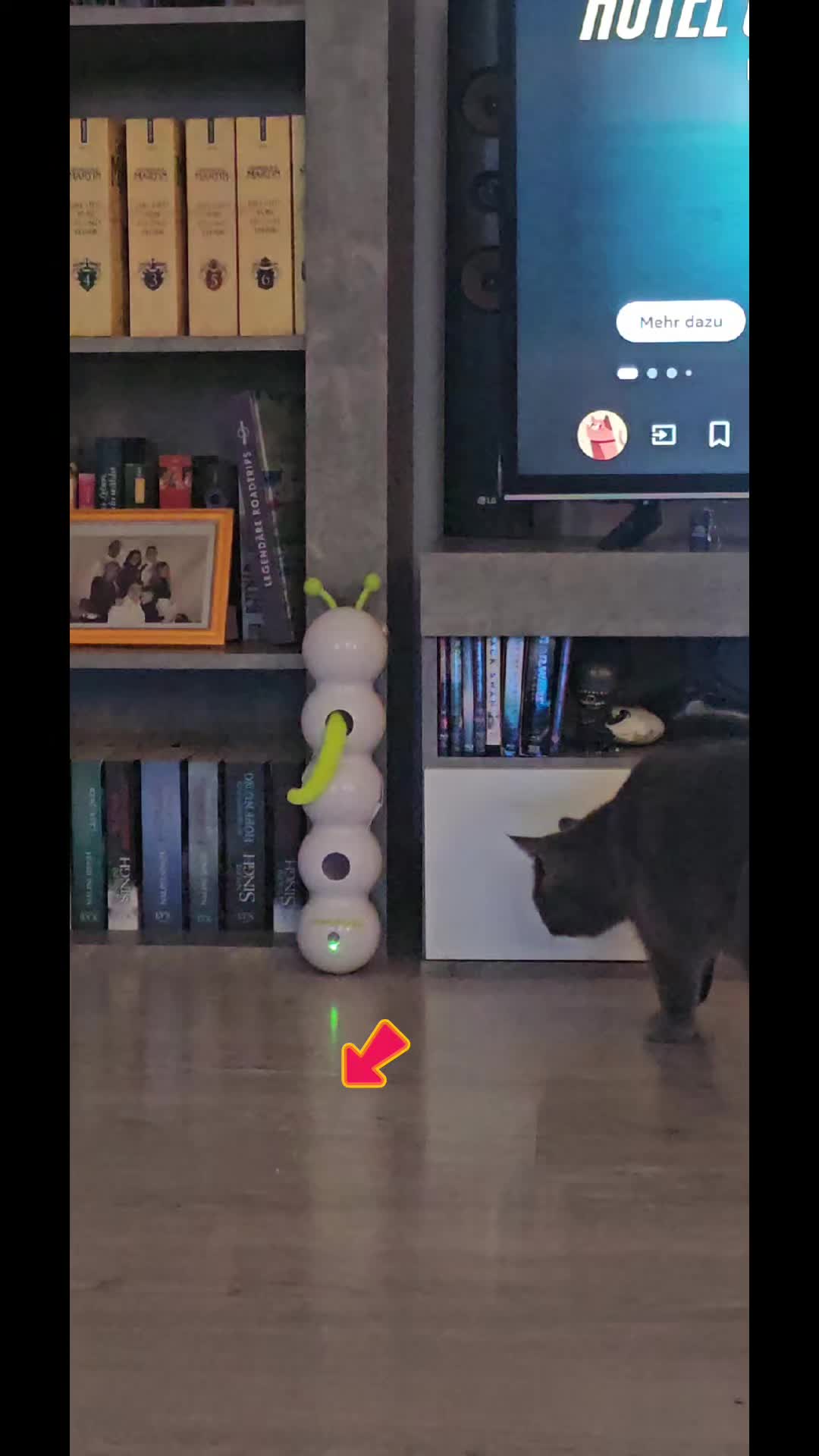 @Rodriguez & Cats ๐๐พ