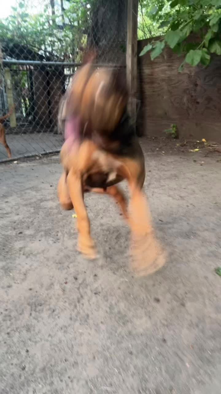 @themreal_hounds