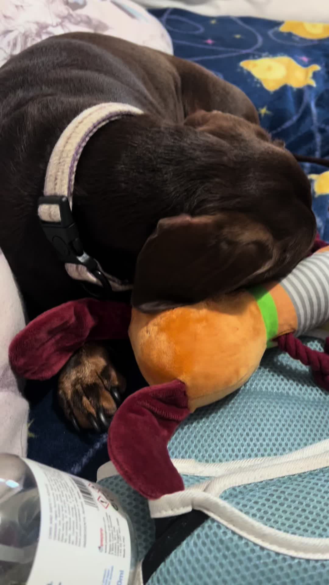 @disneythedachshund