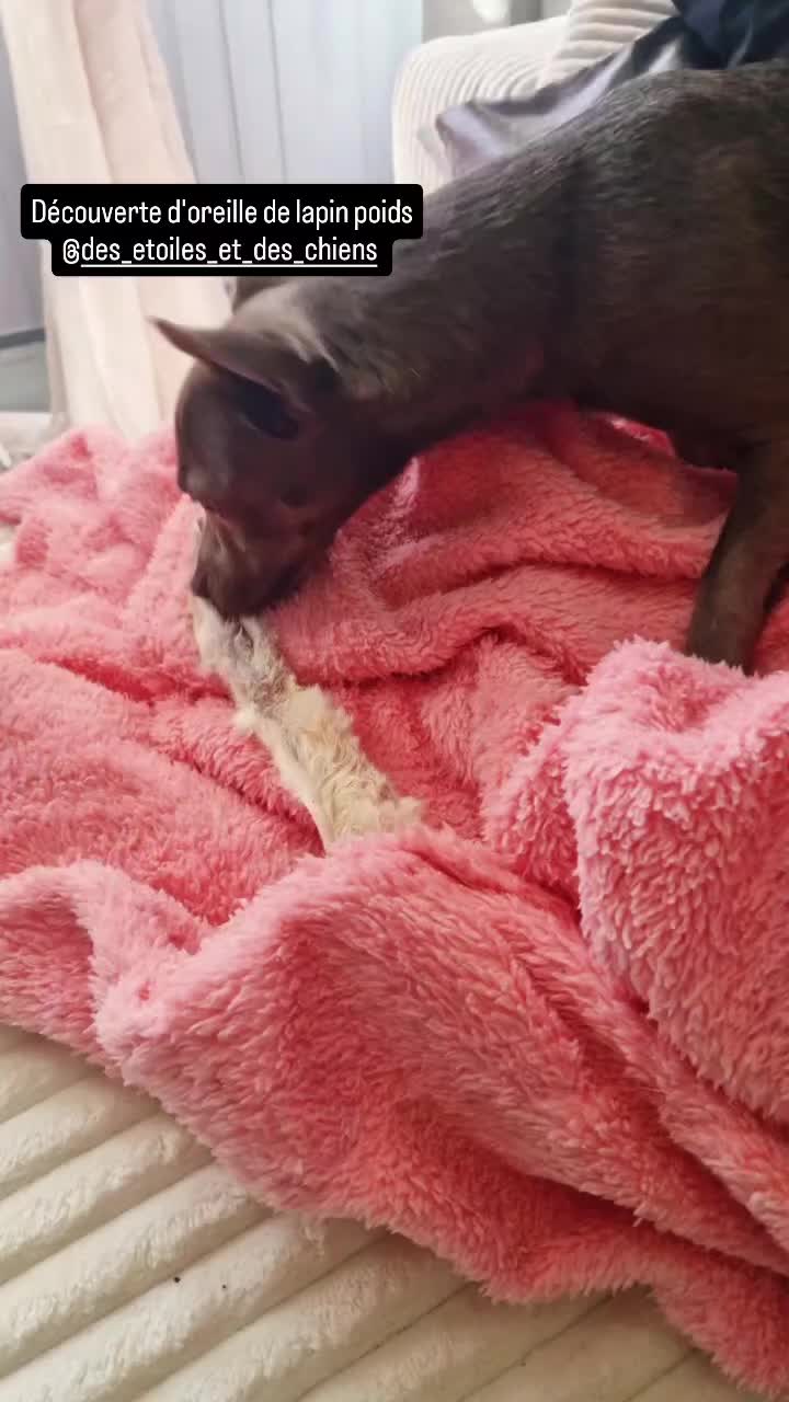 @Stéphy🐕🩷🤍🐶