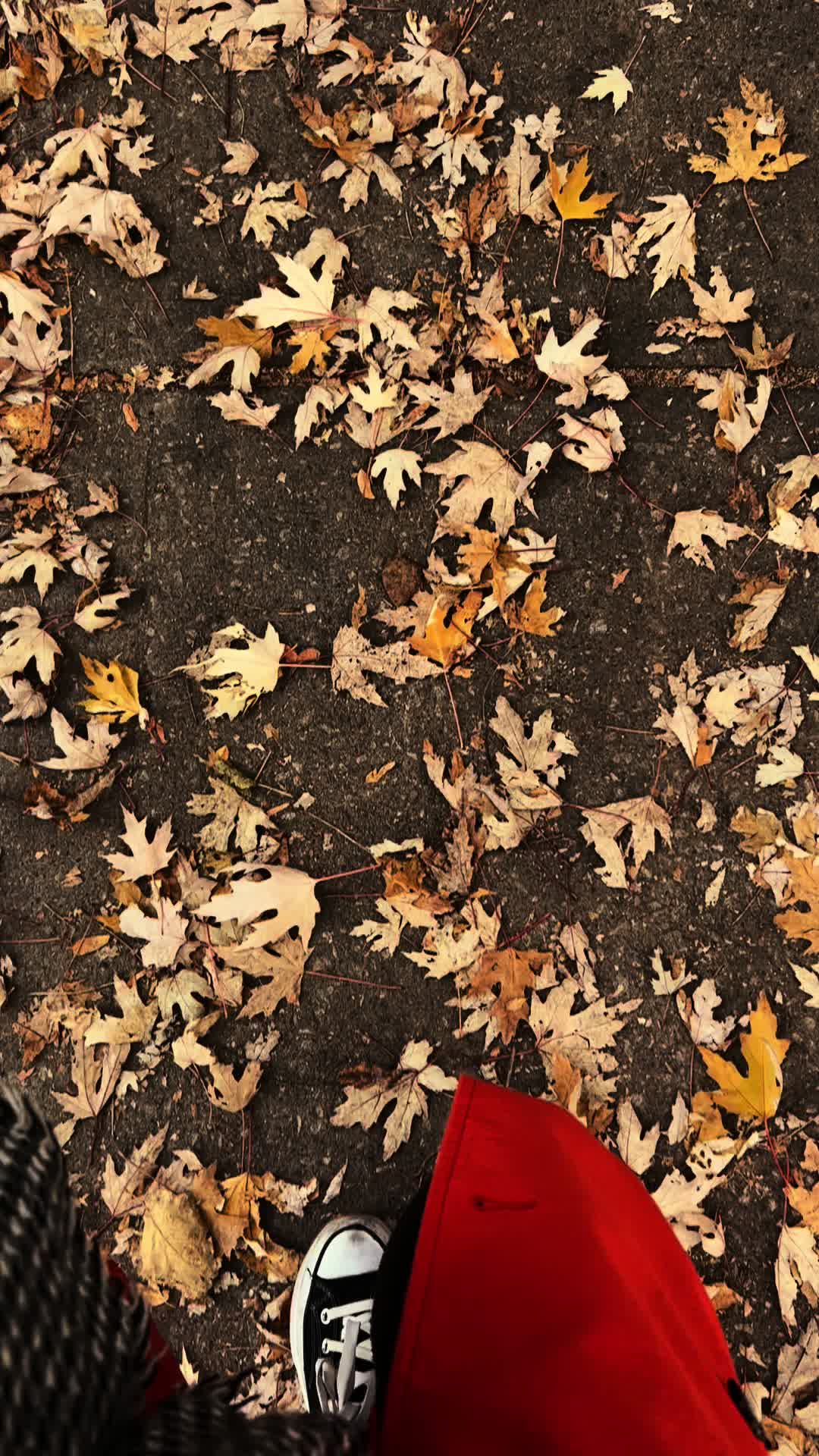 @Quiet Elsewhere | 📚🍁💌