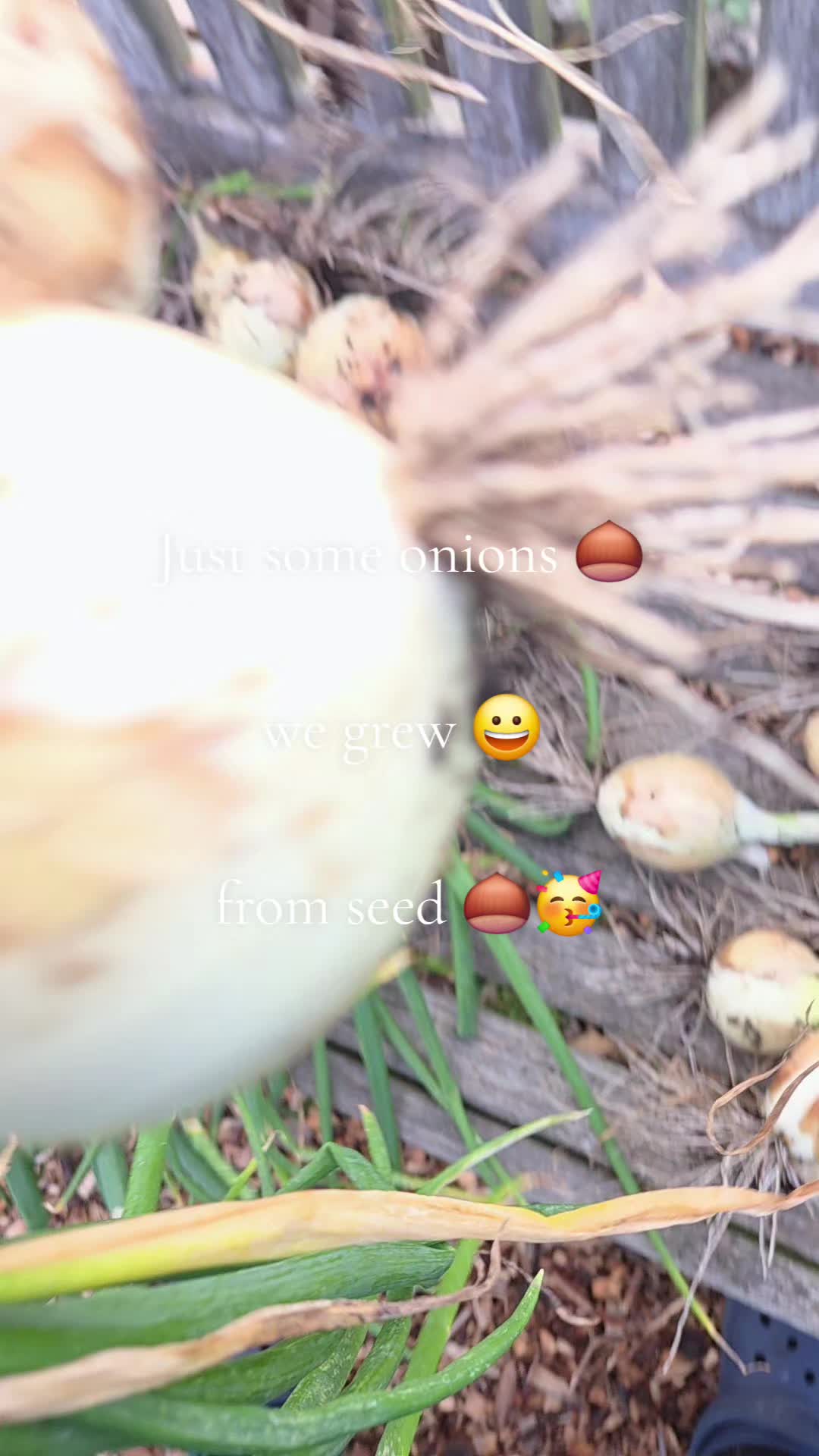 @Carrotman+Co ๐ฅ๐๐ธ