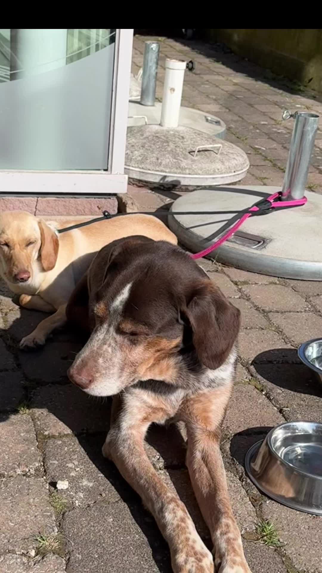 @alex_hundecoach
