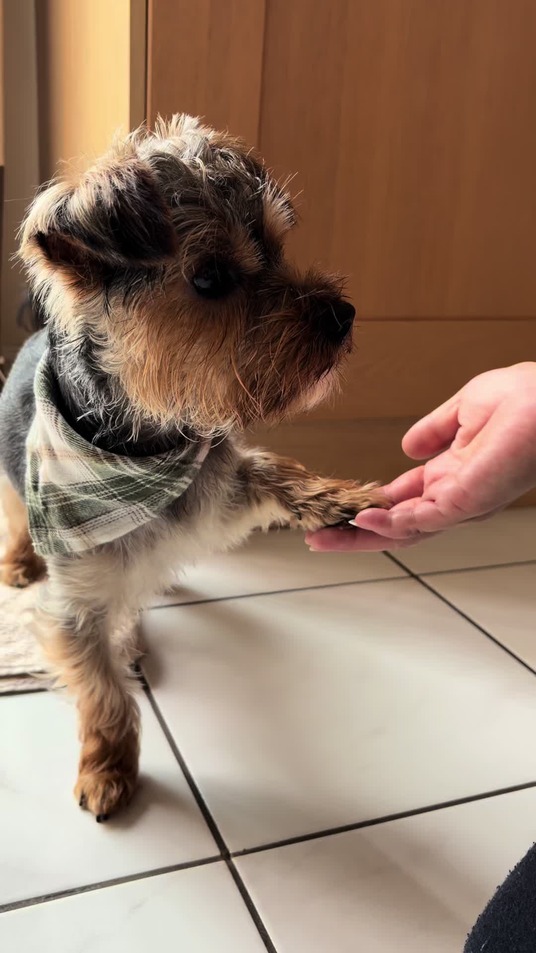 @Benjie the Yorkie