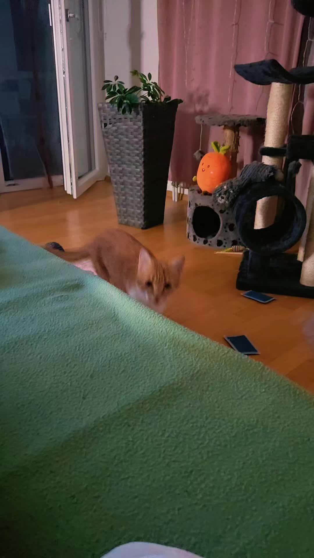 @♥️Katzenmama♥️