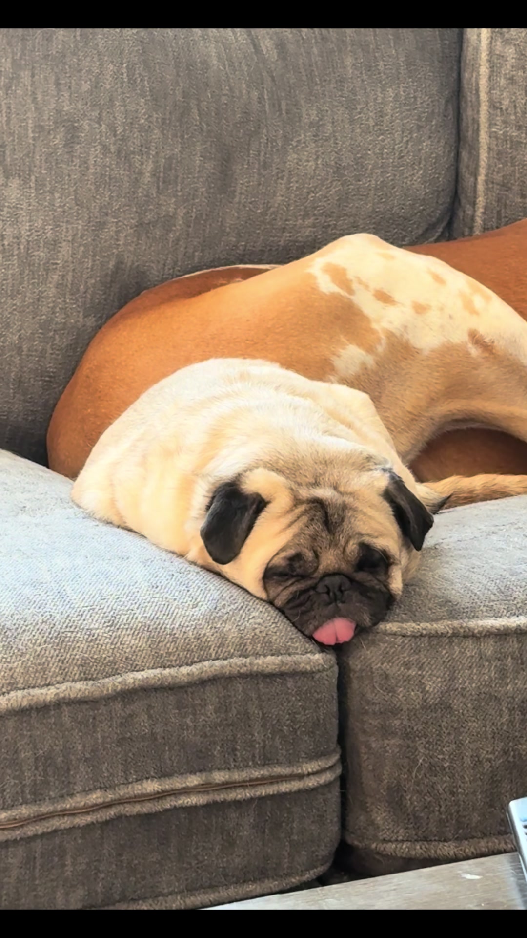 @PEARL - Quadruple-Amputee Pug