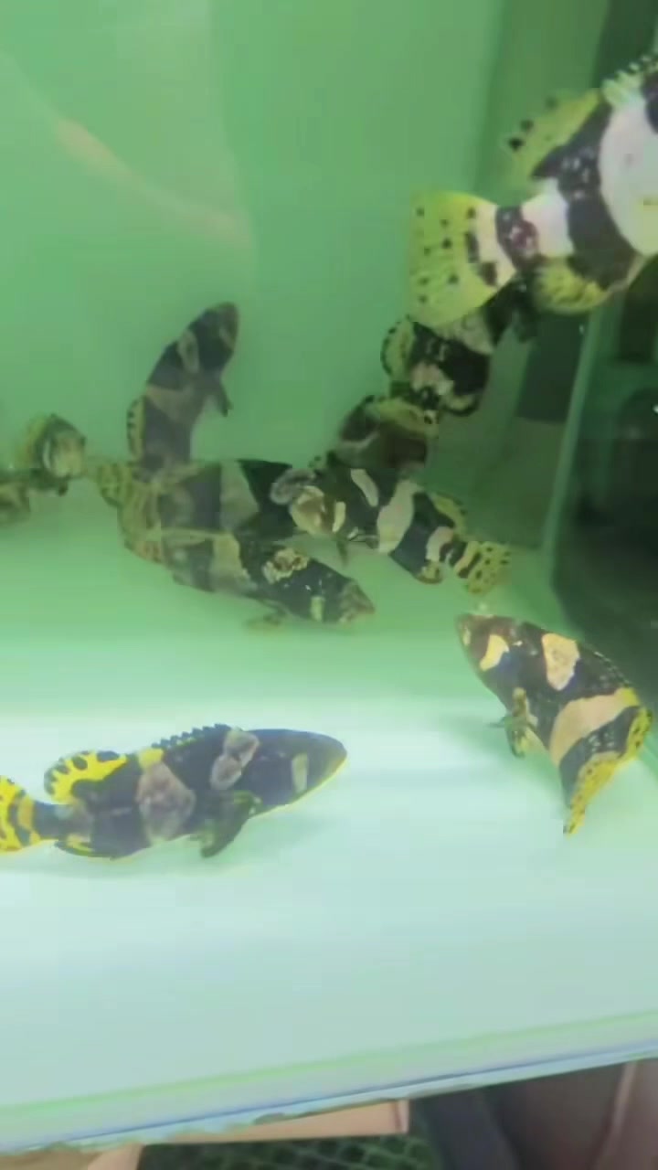 @網上看魚