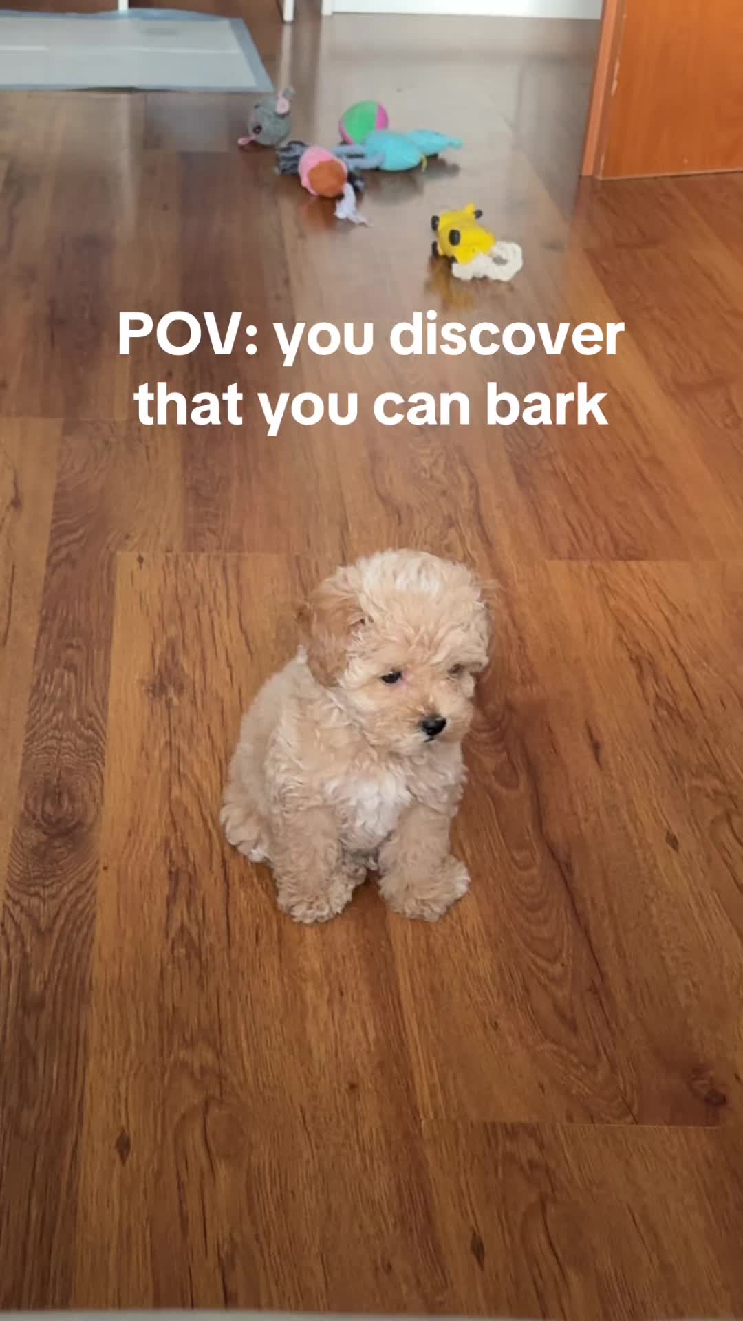 @Malibu Maltipoo 🎀