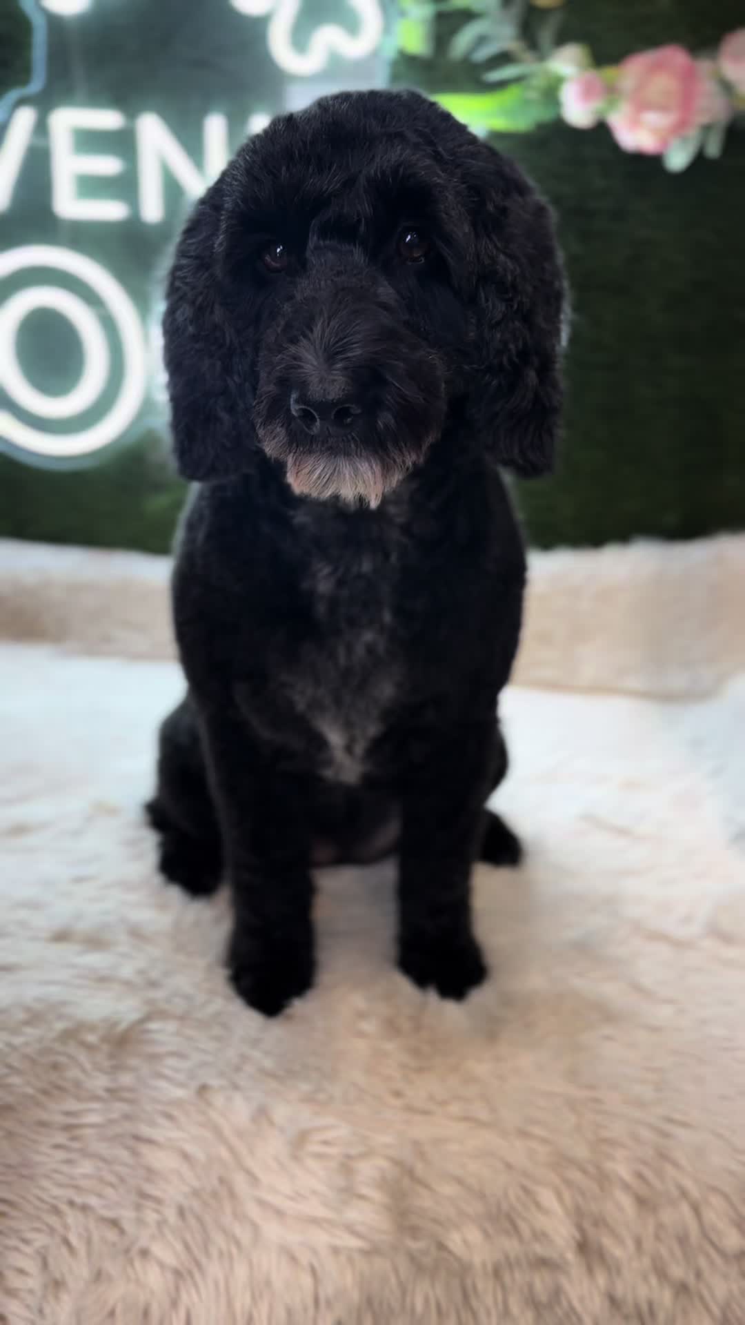 @DevenickDogs