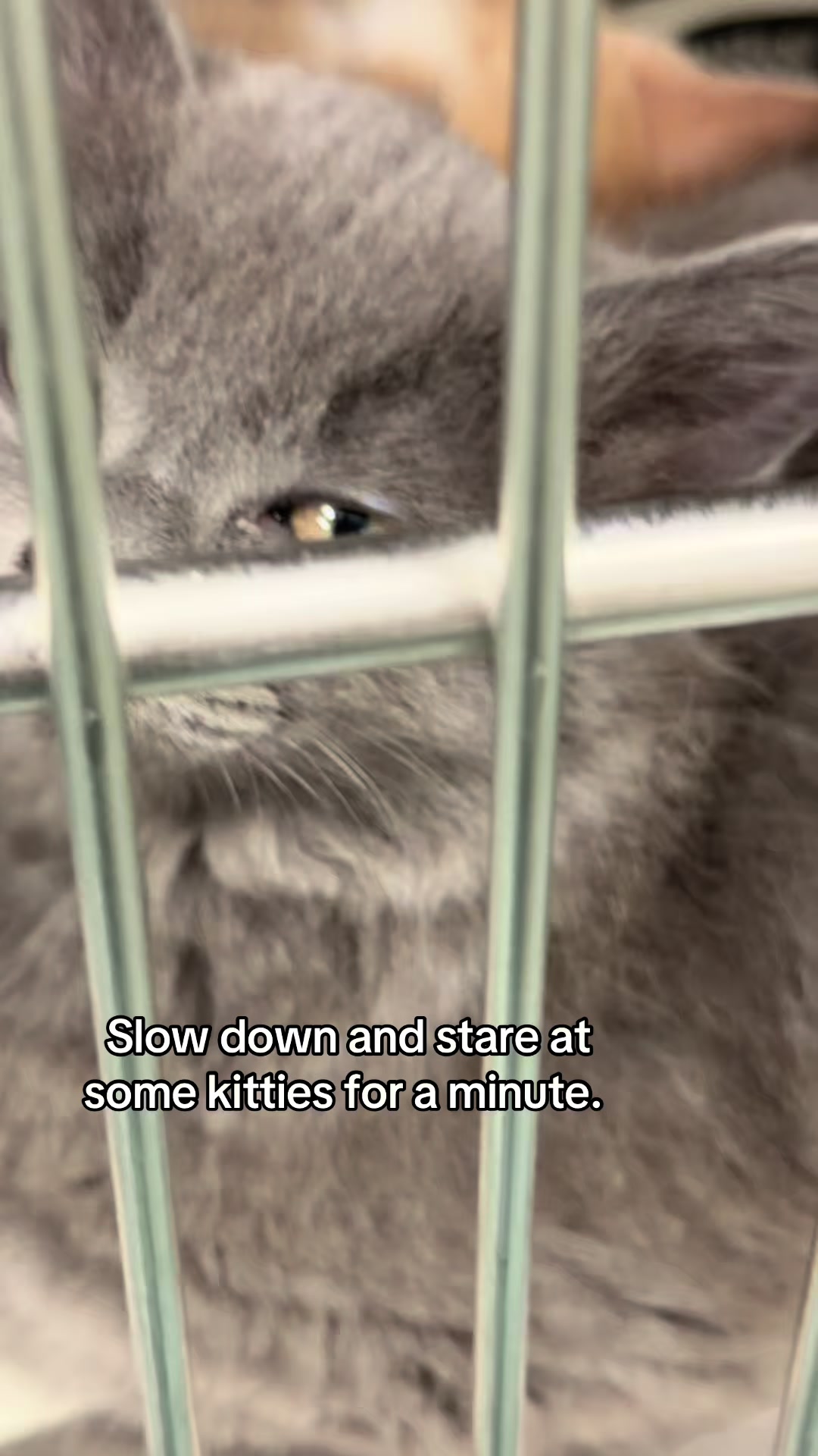 @ArlingtonAnimalHospitalsk