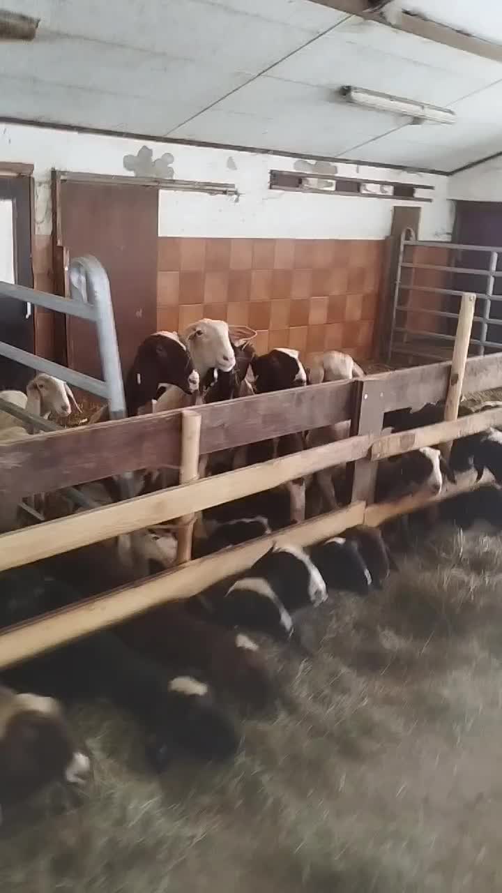 @ᚾᚨᛞᛁᚾᛖ