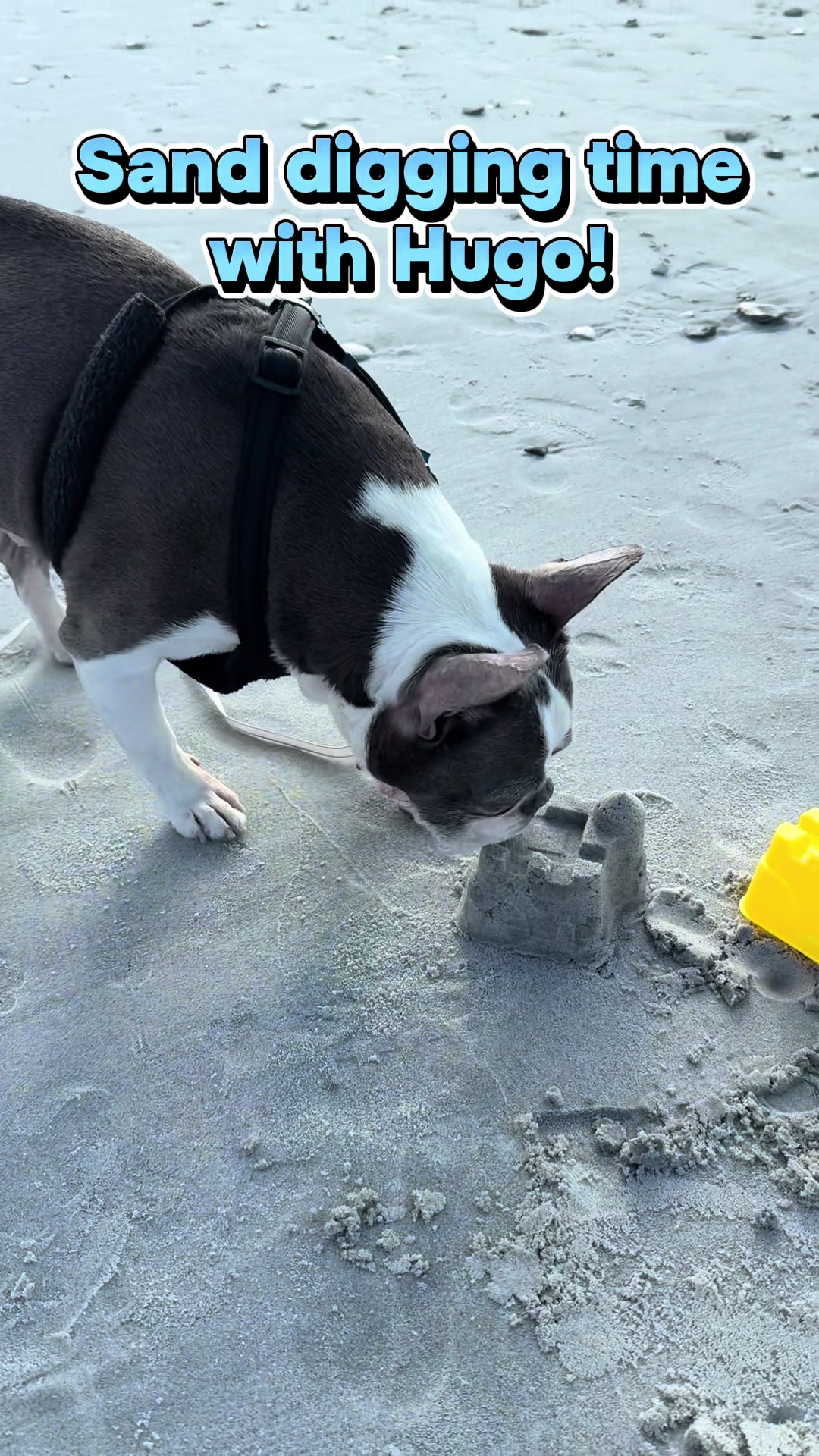 @Hugo_the_Frenchton