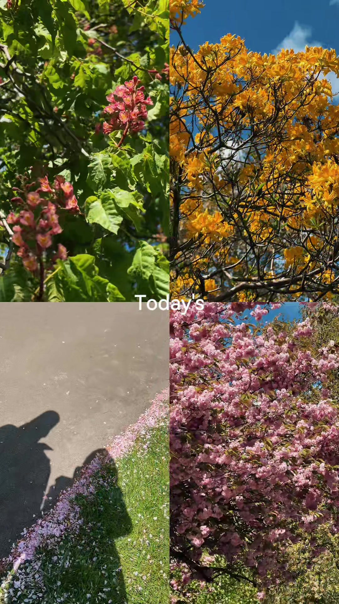 @🌿🌷মিলা🌷🌿