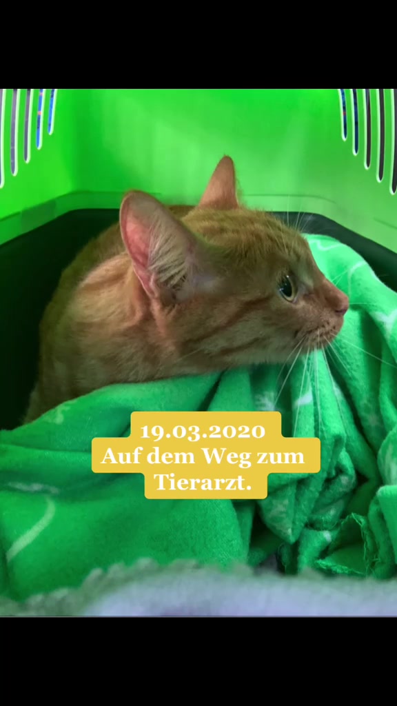 @Die süße kleine Katzencrew