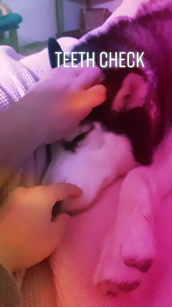 @Erzathehusky