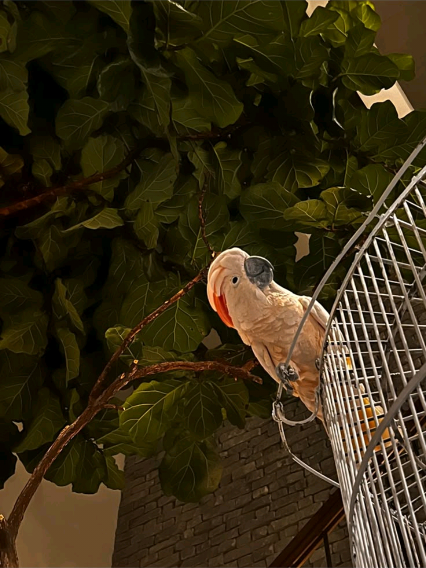 @Aviario FIFUS Guadalajara