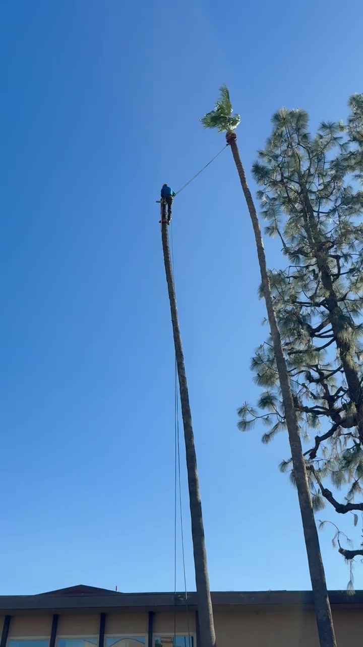 @fidel_treeexperts