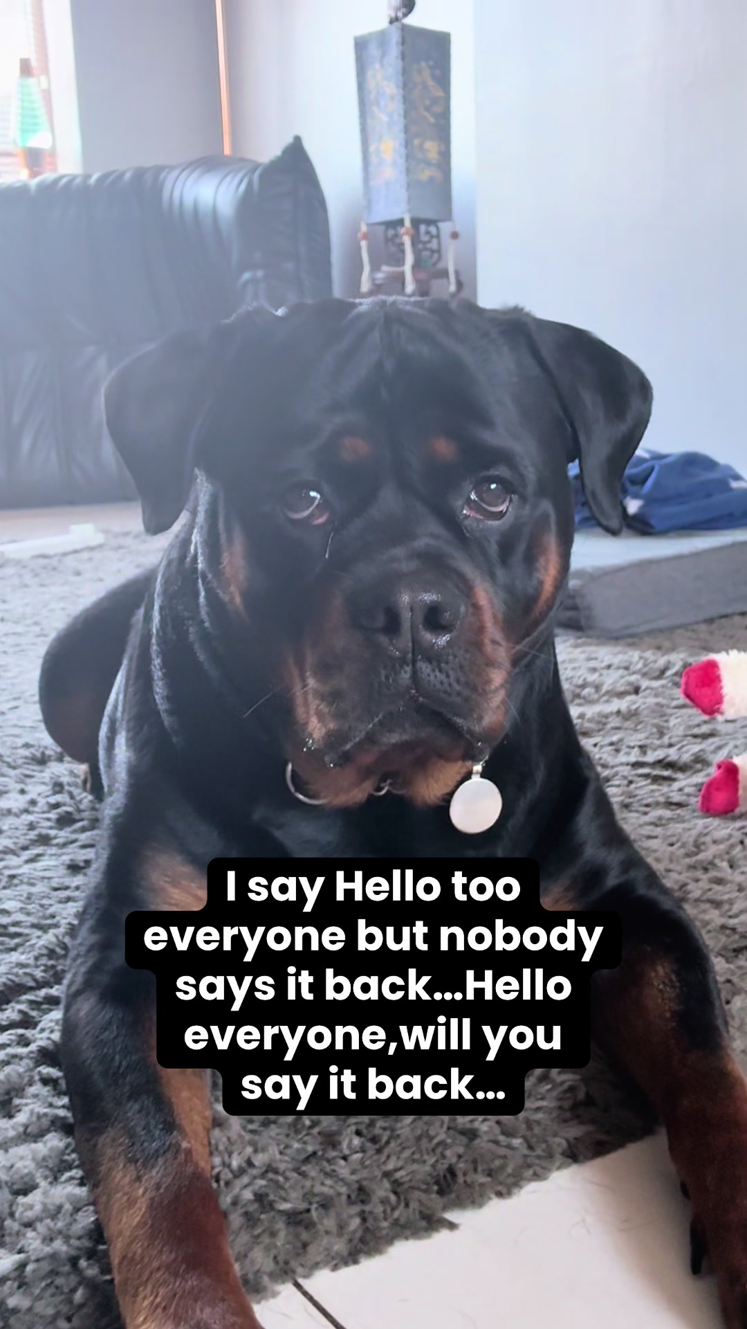 @❤️Rottiexena❤️Rottweiler Dog