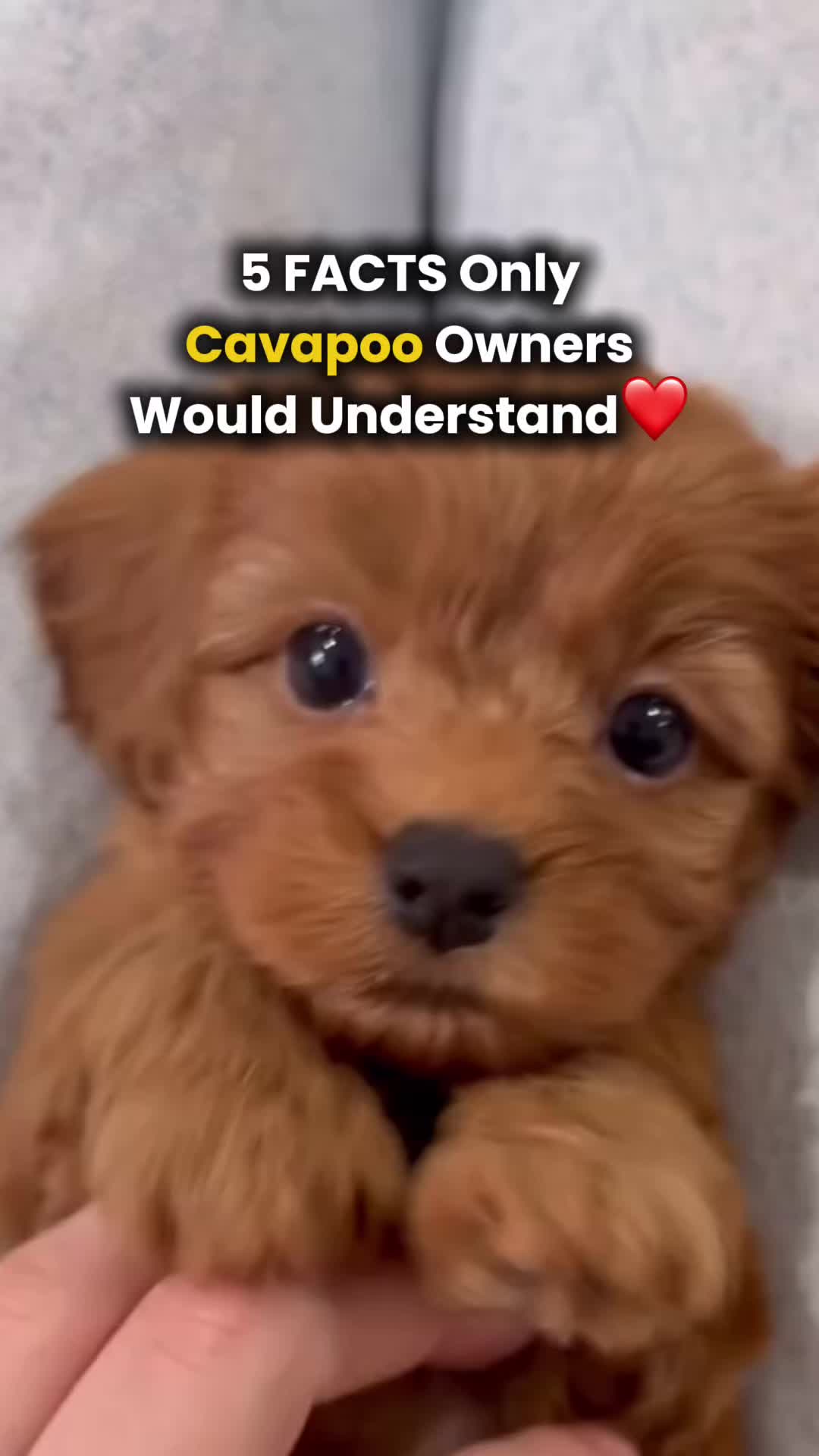 @Real Barks