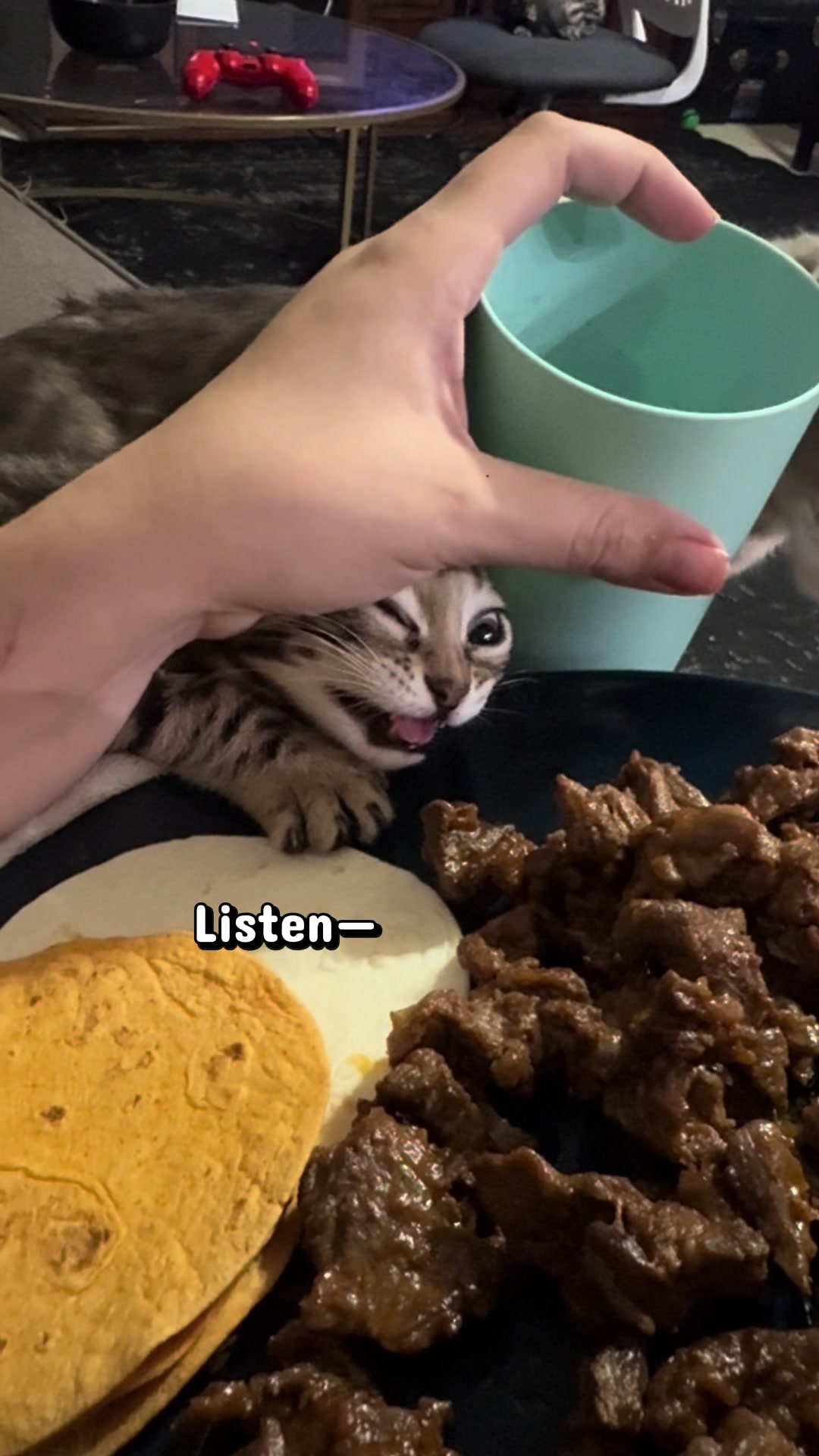 @The Kitten Spot