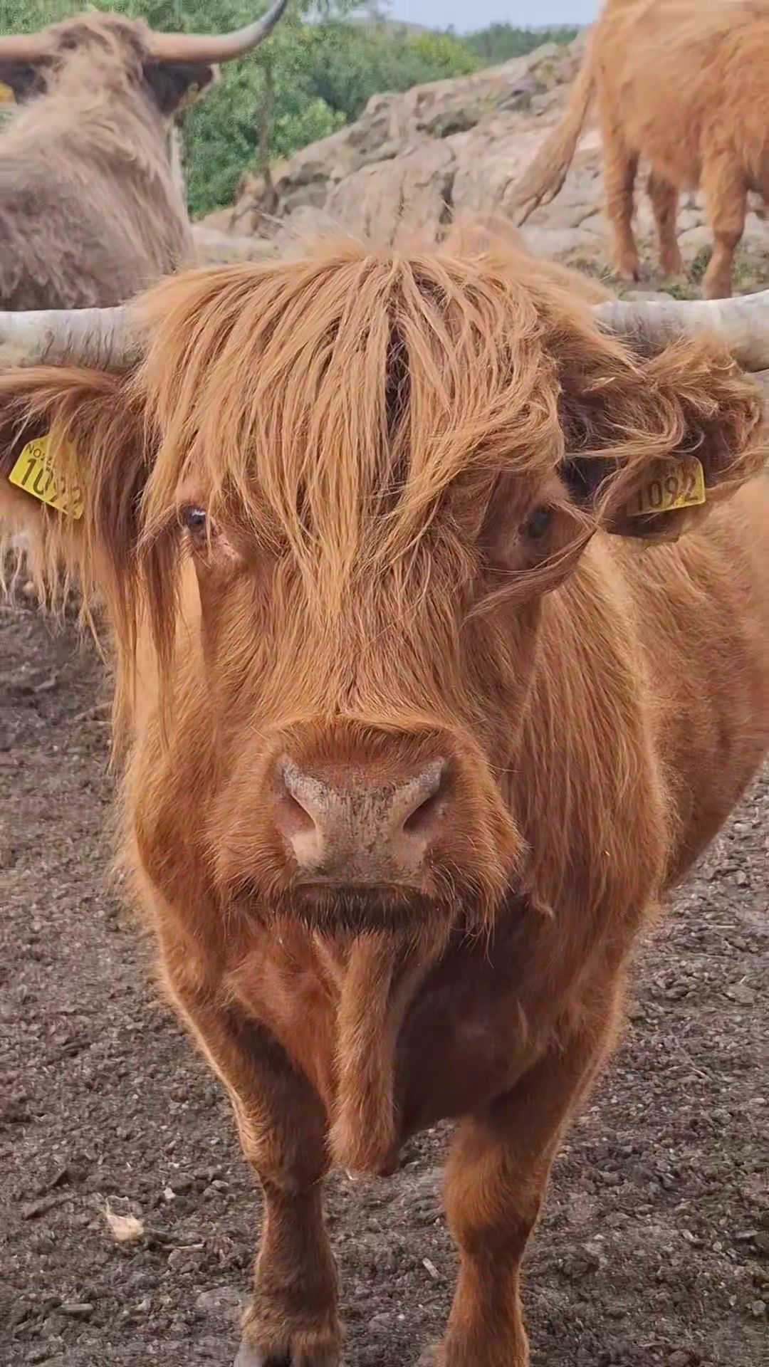 @Highland.Bull