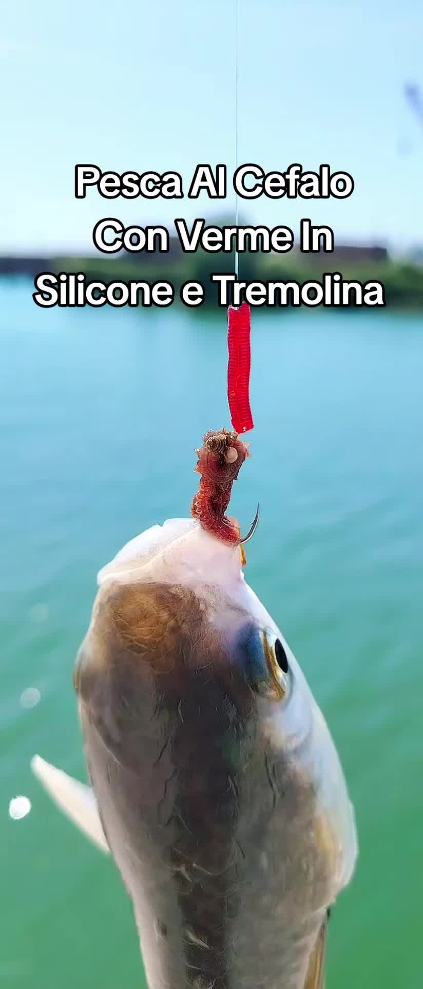 @🎣 maurizio 🇮🇹