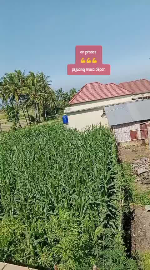 @ani