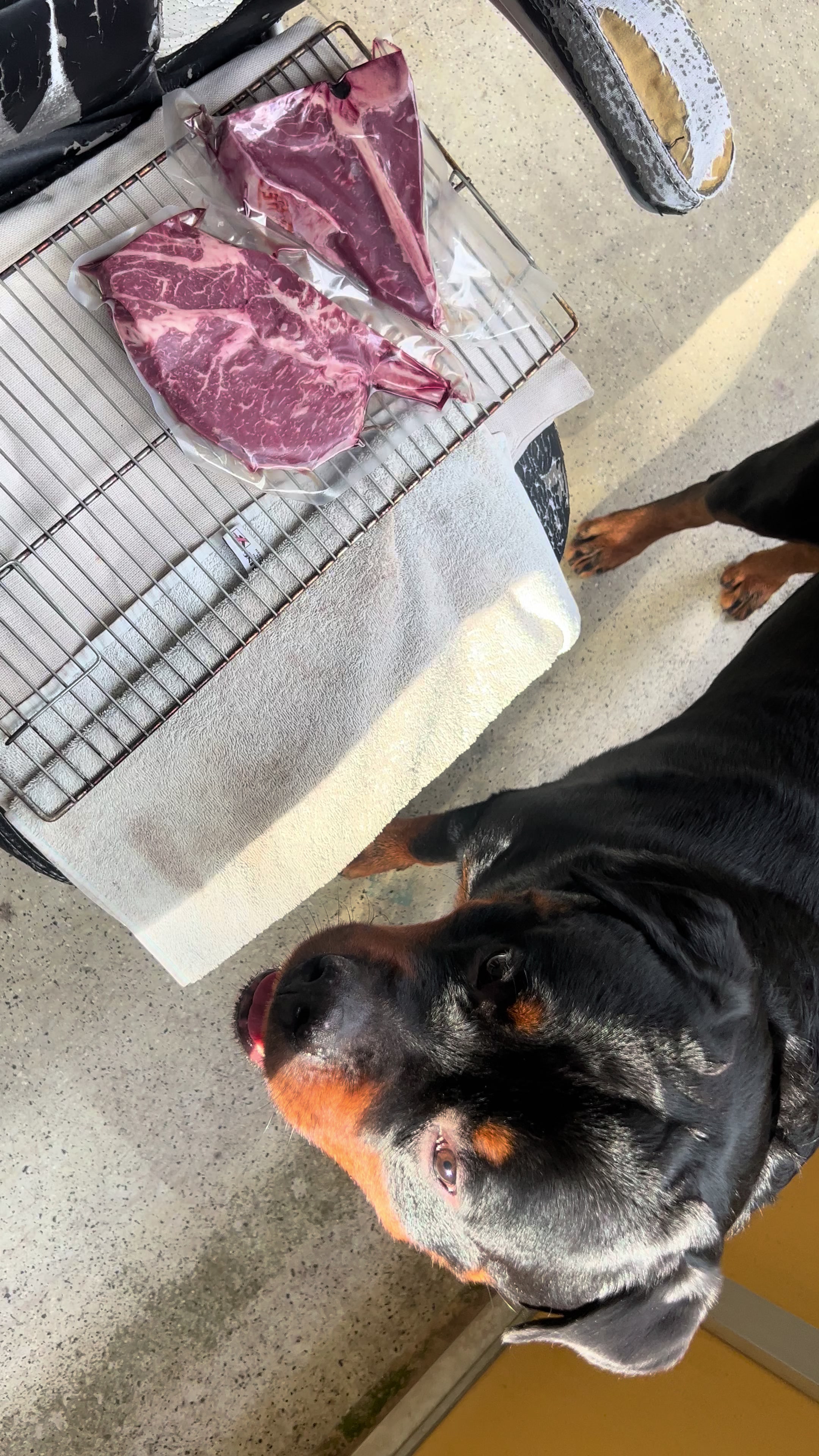 @Lucifer_Rottweiler