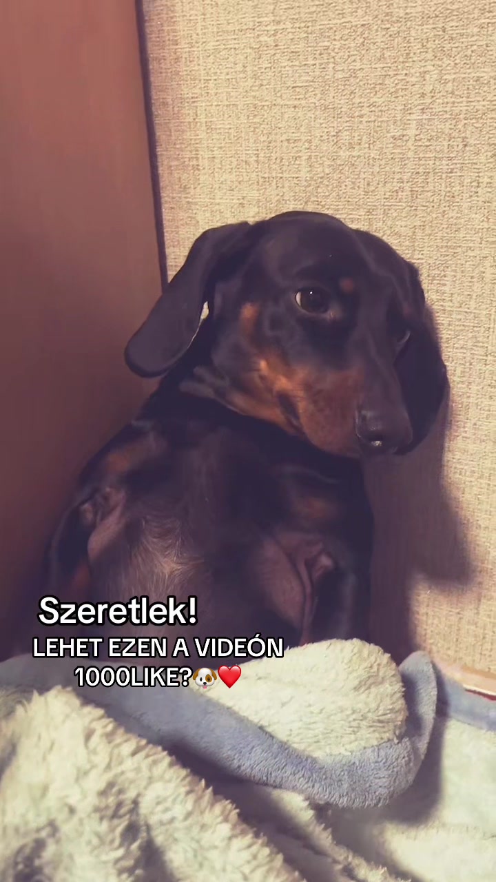 @TOFIKA🐶