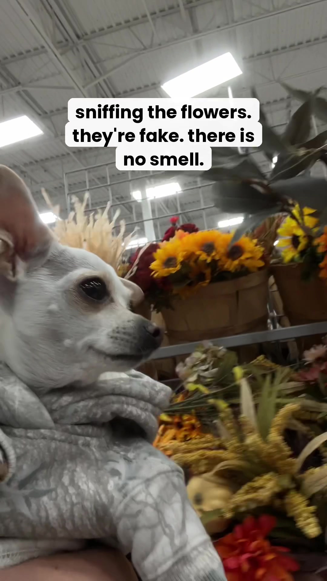 @TBD the Rescue Chihuahua