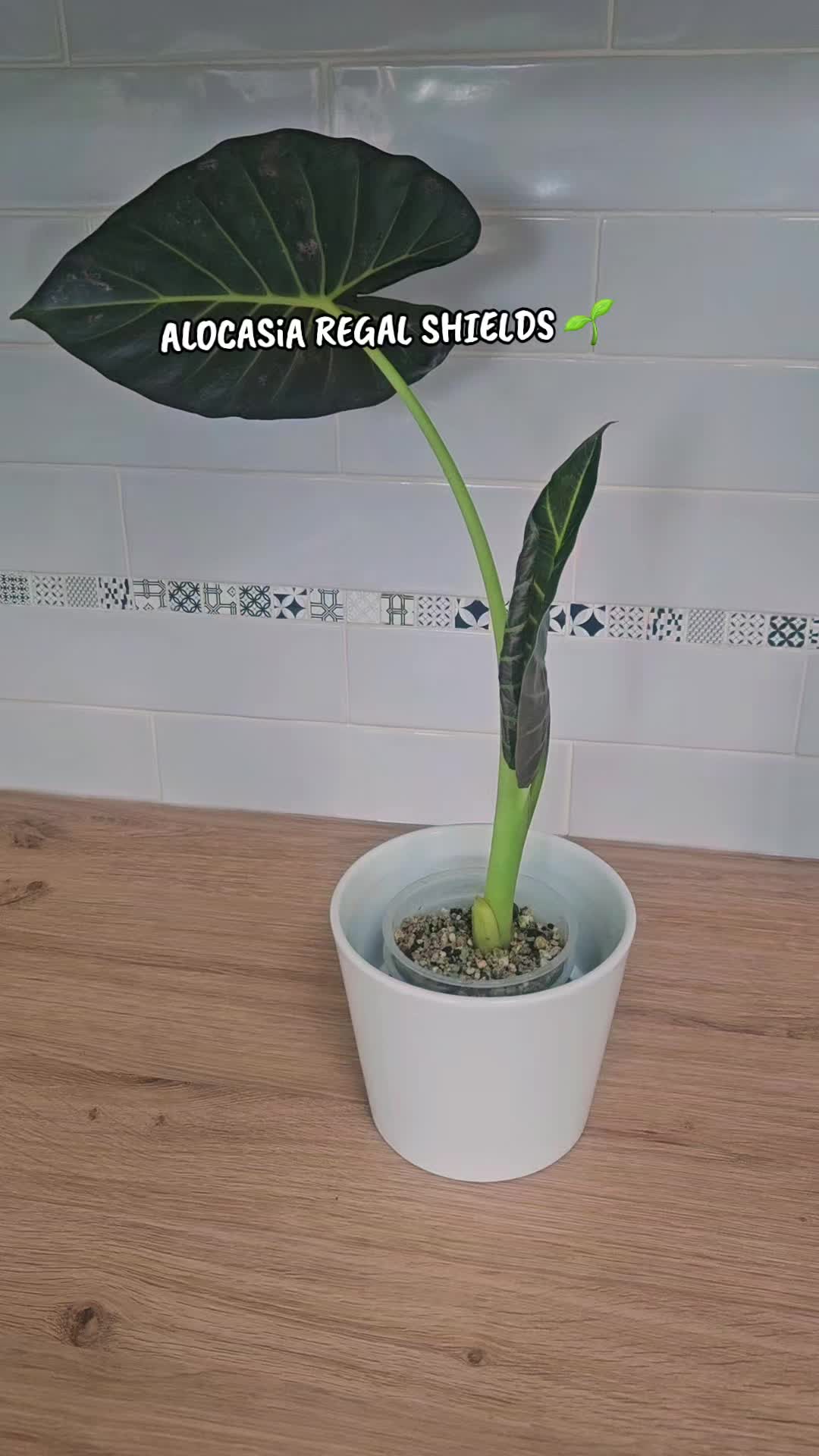 @preeka💫