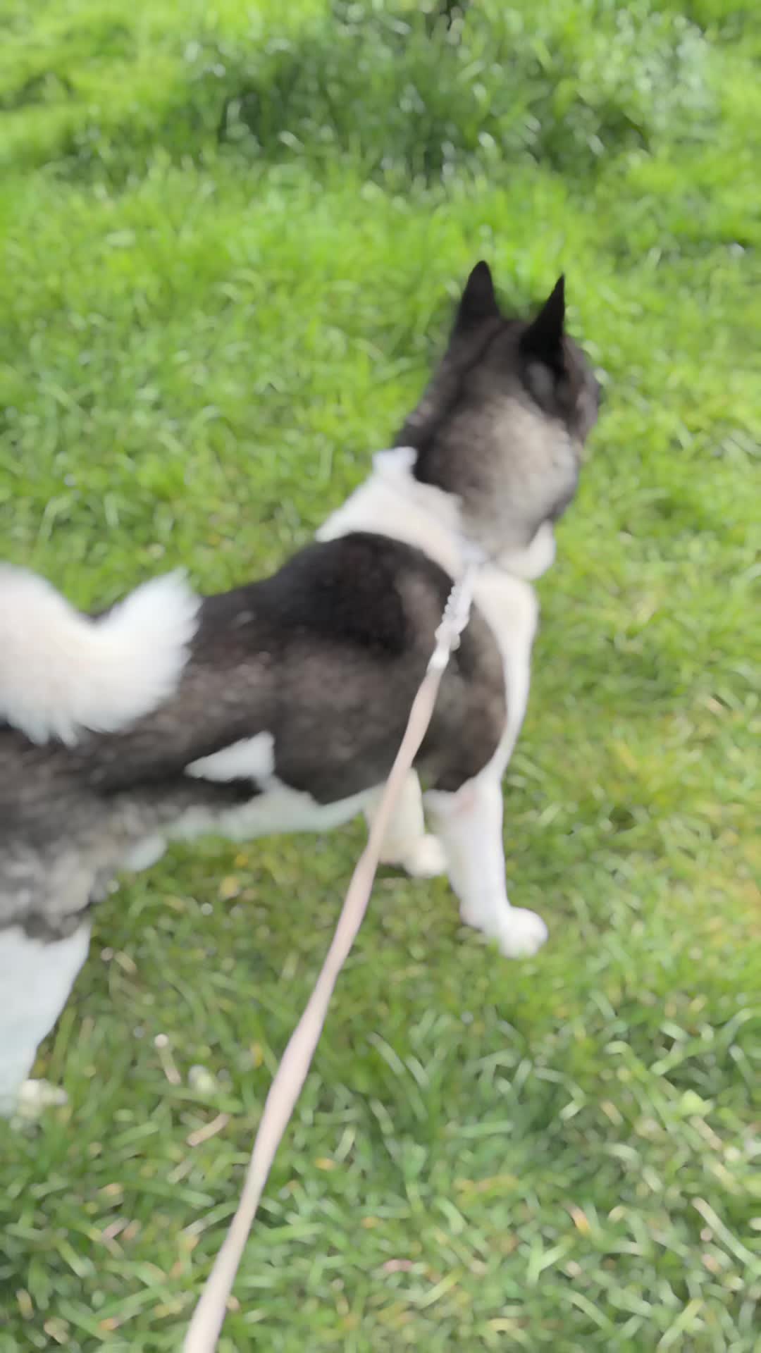 @EnzoTheAkita