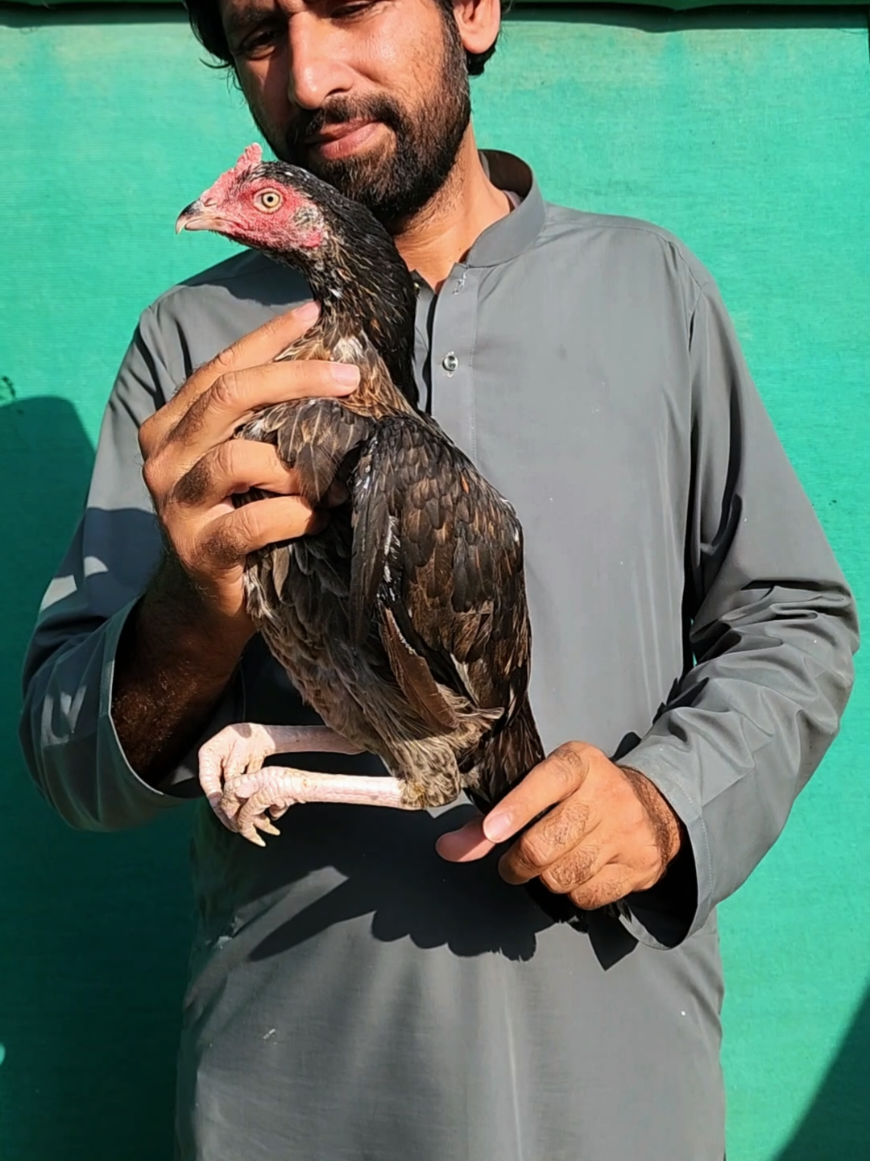 @Sajjad Aseel Farm