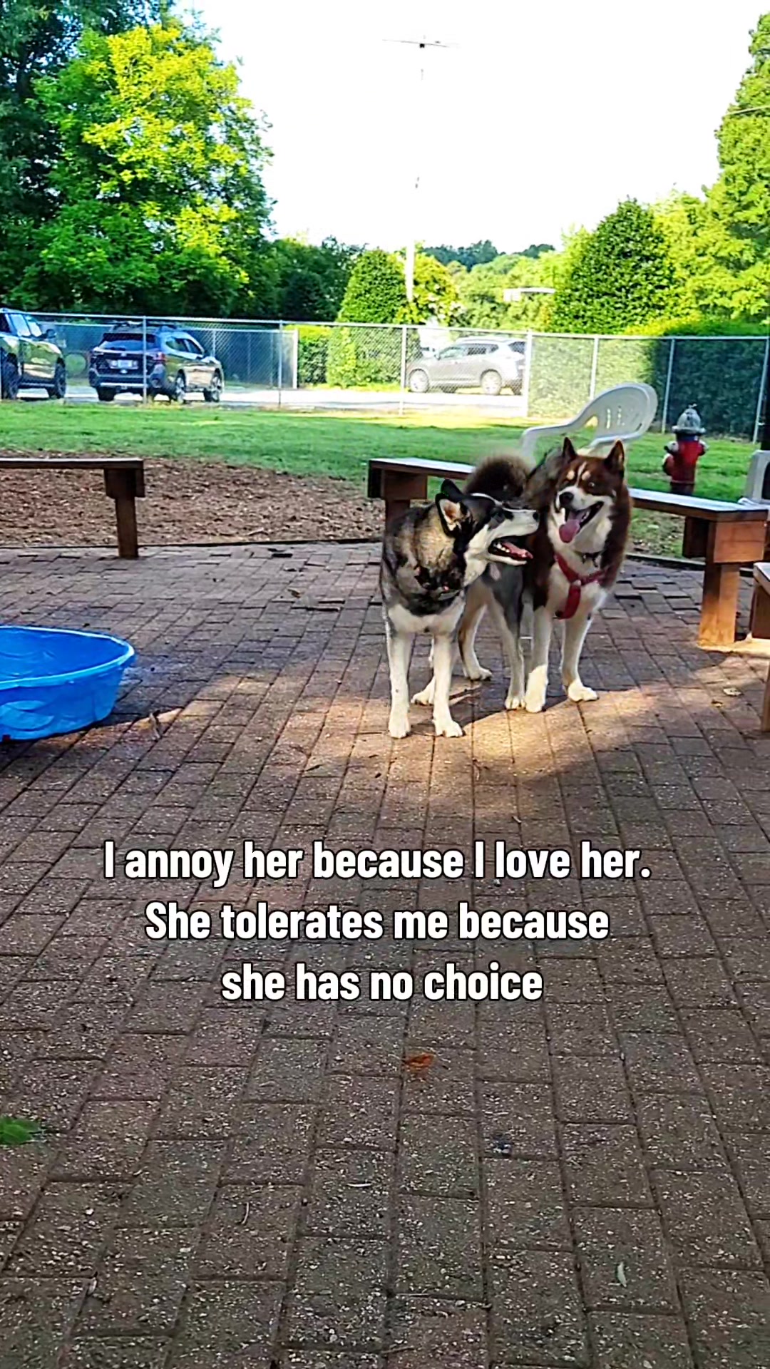 @the Hussey Husky