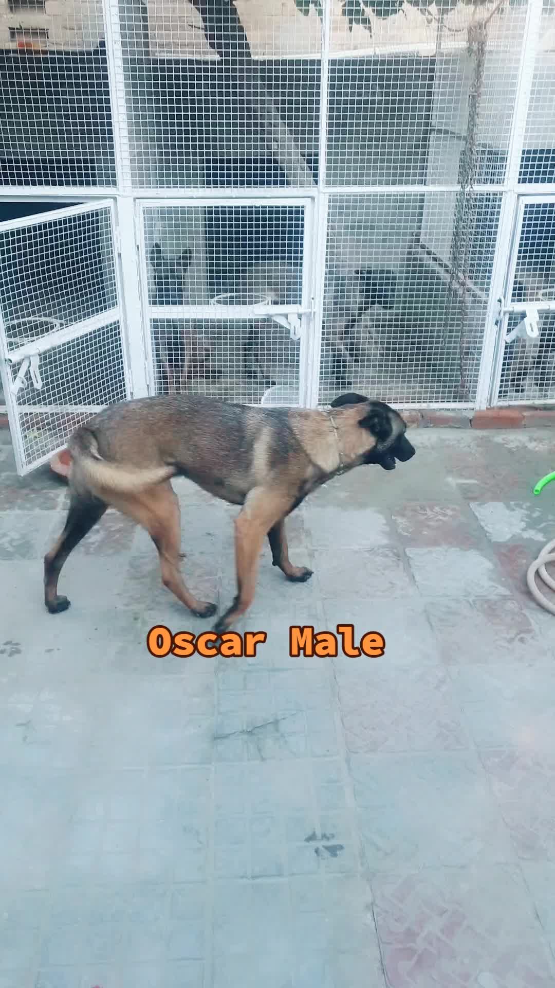@MalinoisofPakistan
