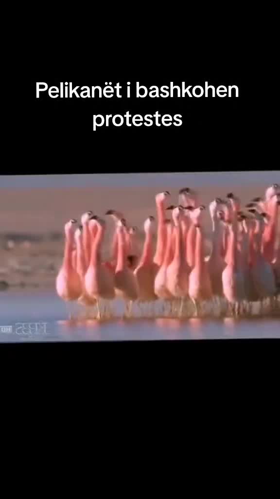 @dante al²
