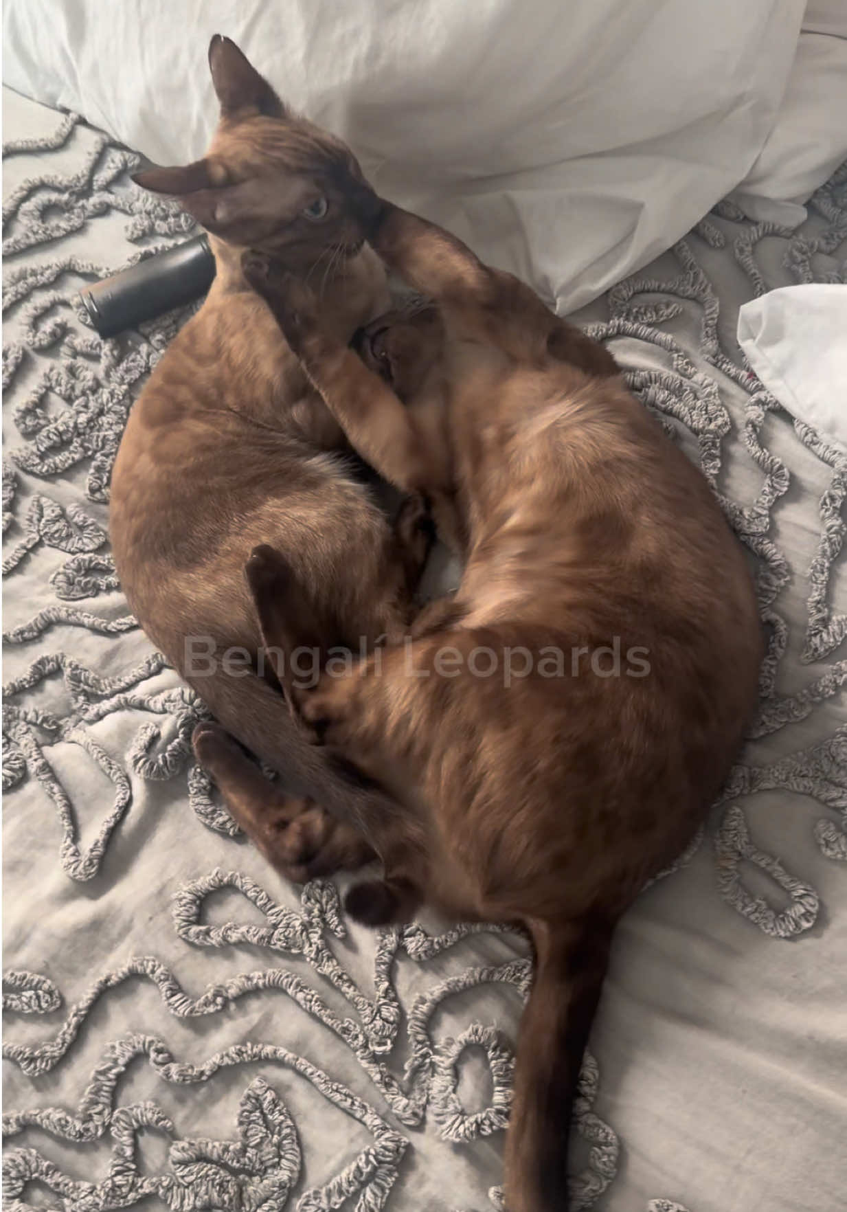 @BENGALÍ LEOPARDS