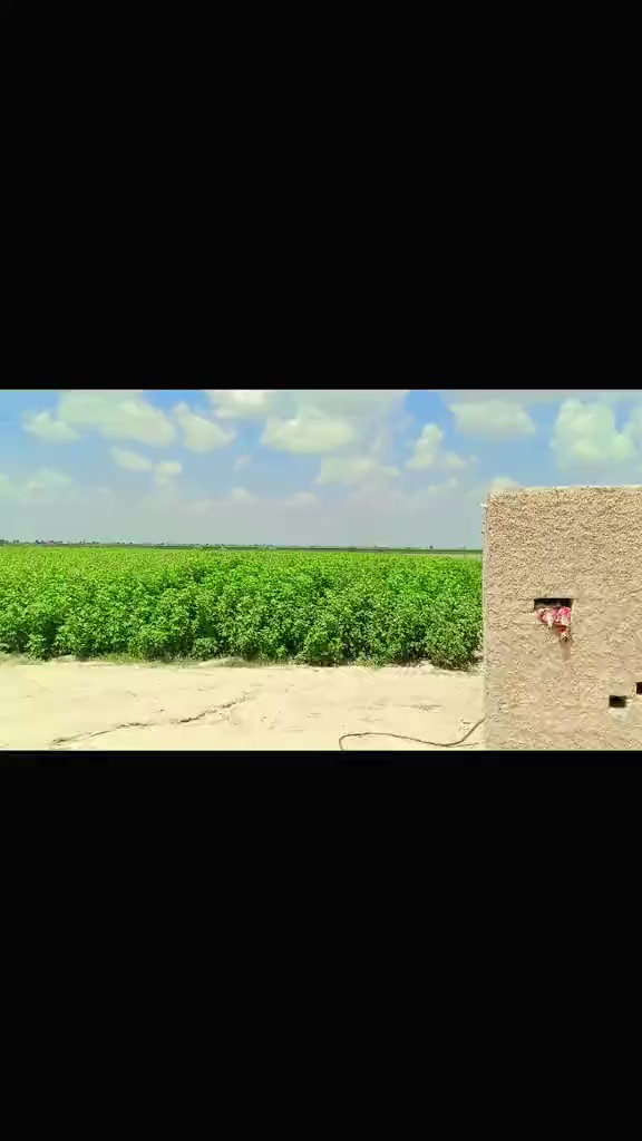 @Ch Ali Sandhu