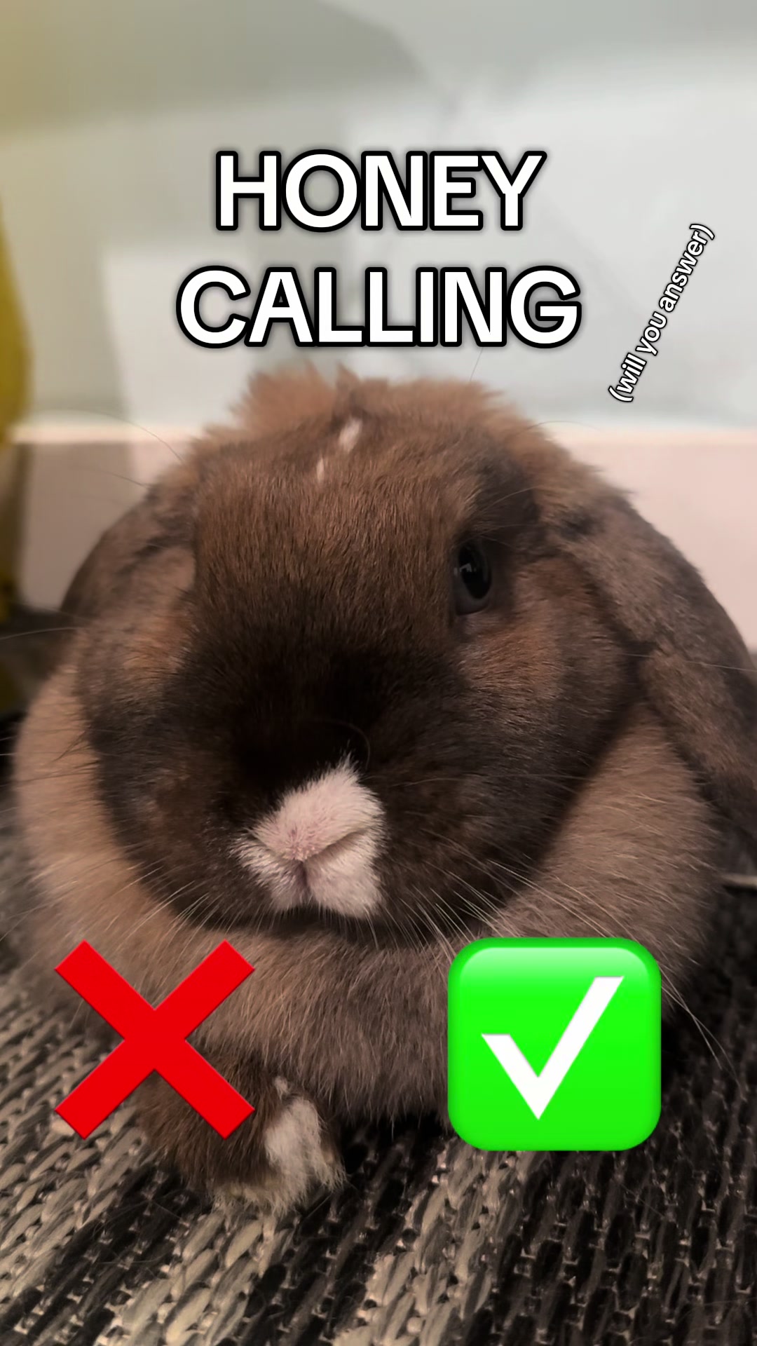 @honeythebunny24