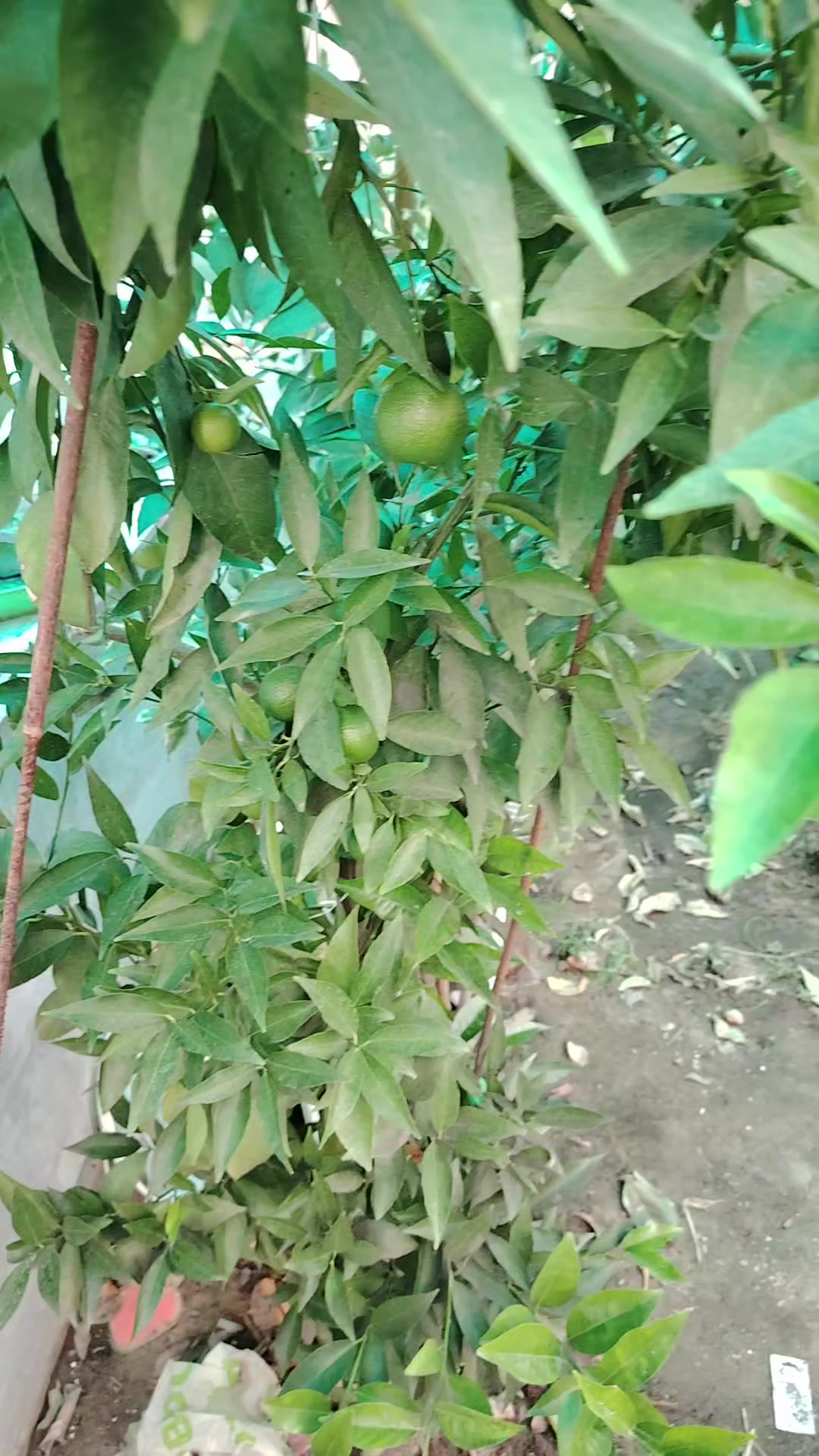 @Bulliunatulli