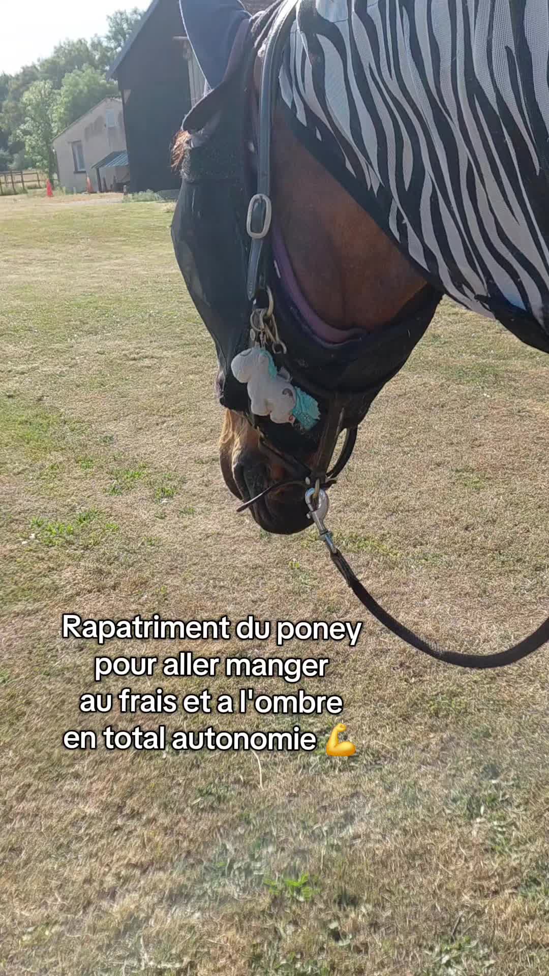 @Le Journal D'un Cheval & Cie