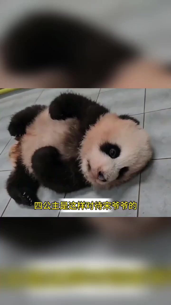 @FuRuHuShu_Bao