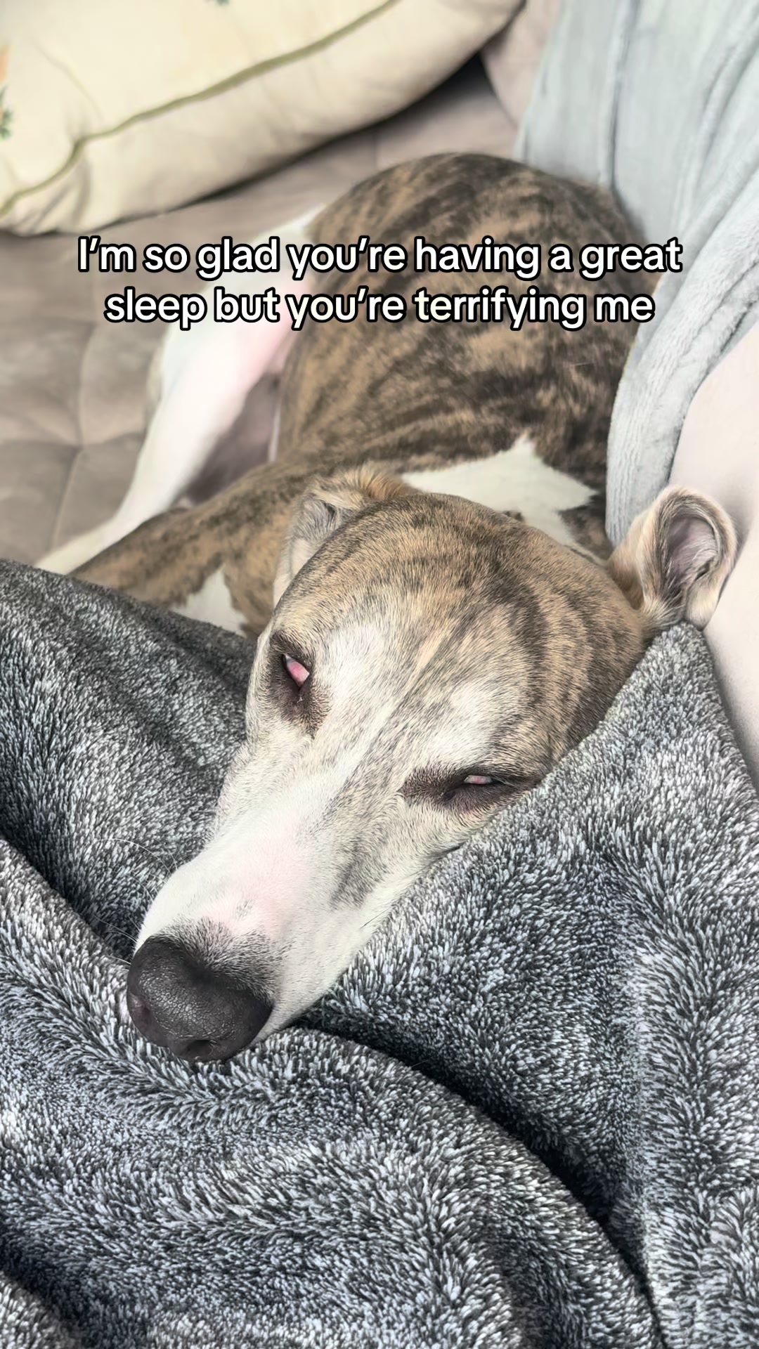 @Kayce Dog🤪🩷