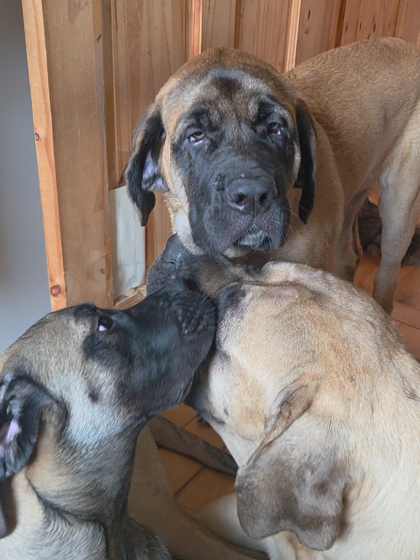 @Maple Mastiffs